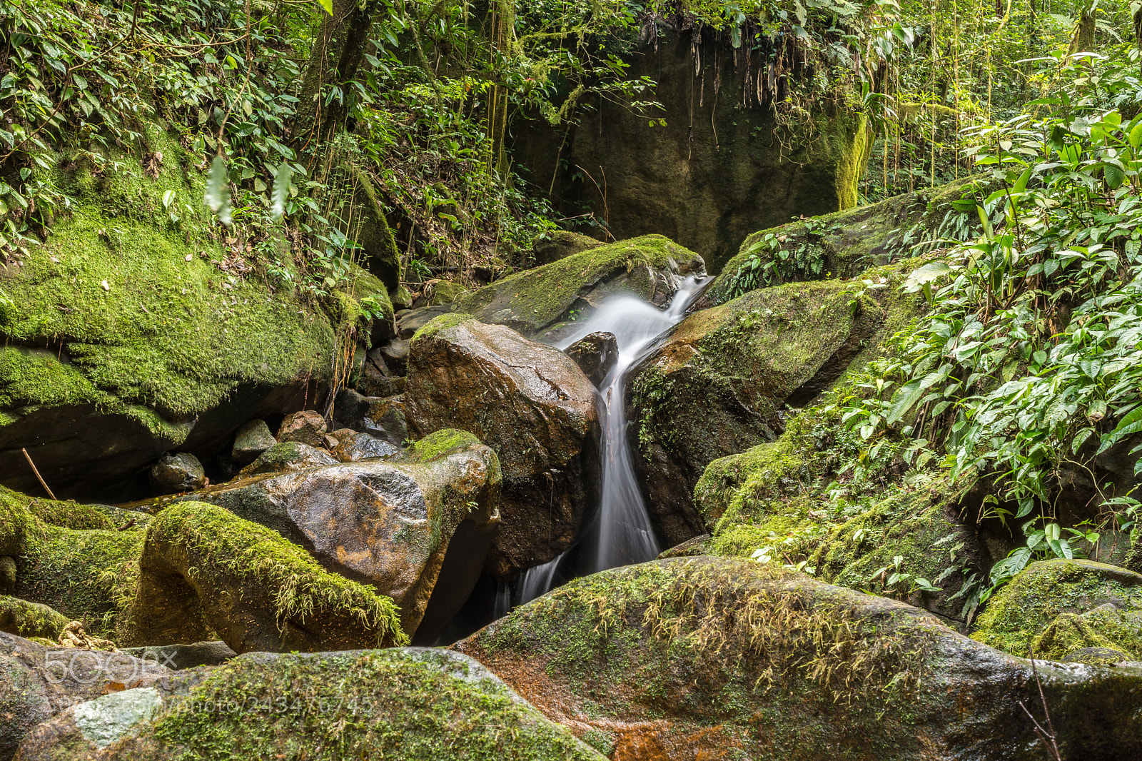 Nikon D7200 sample photo. Brazilian rainforest photography
