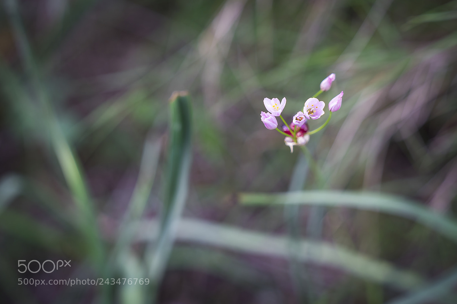 Sony a7R II sample photo. Field flowers photography