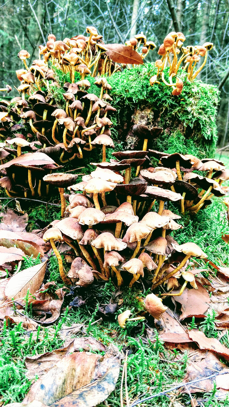 OnePlus 2 sample photo. Mushroom overload photography