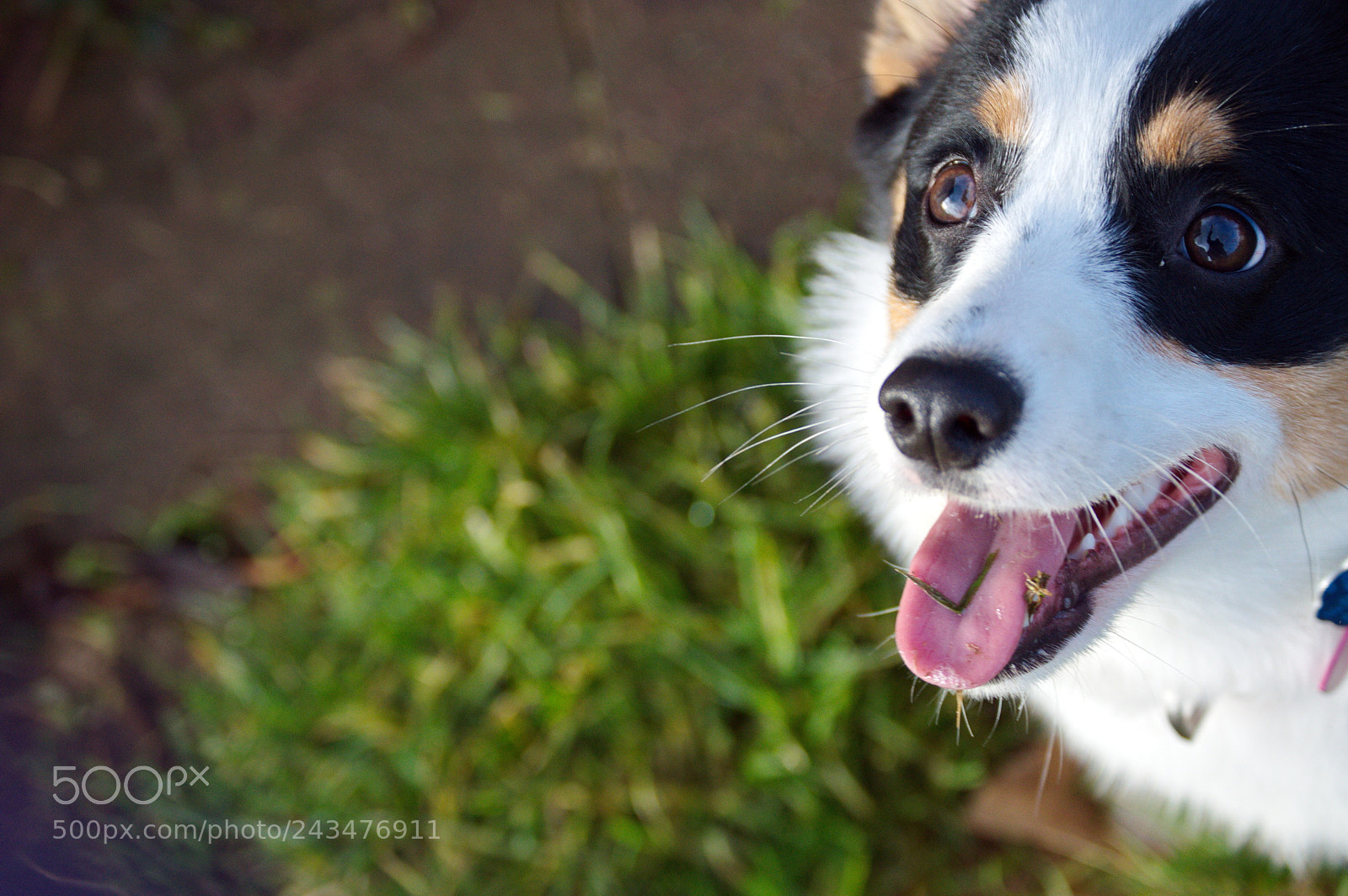 Nikon D3200 sample photo. Happy dog photography