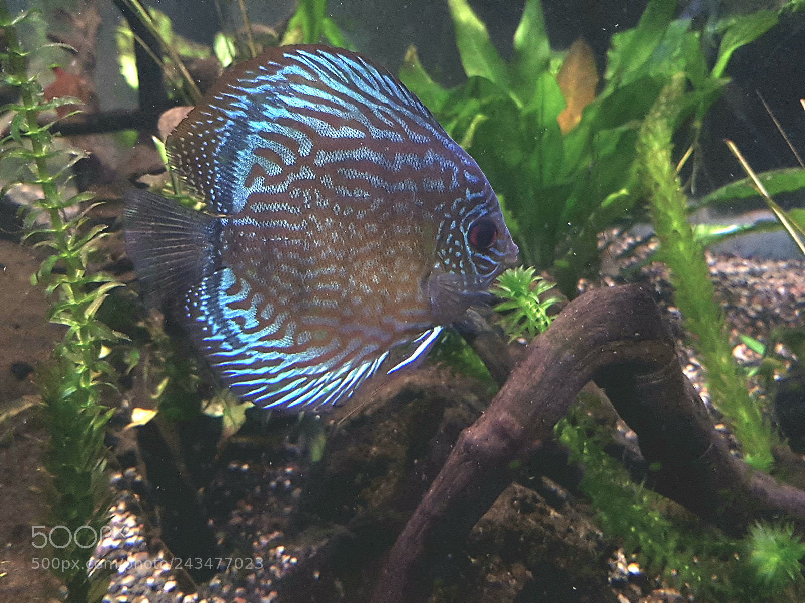 Samsung Galaxy S8+ sample photo. Pez disco azul turquesa photography