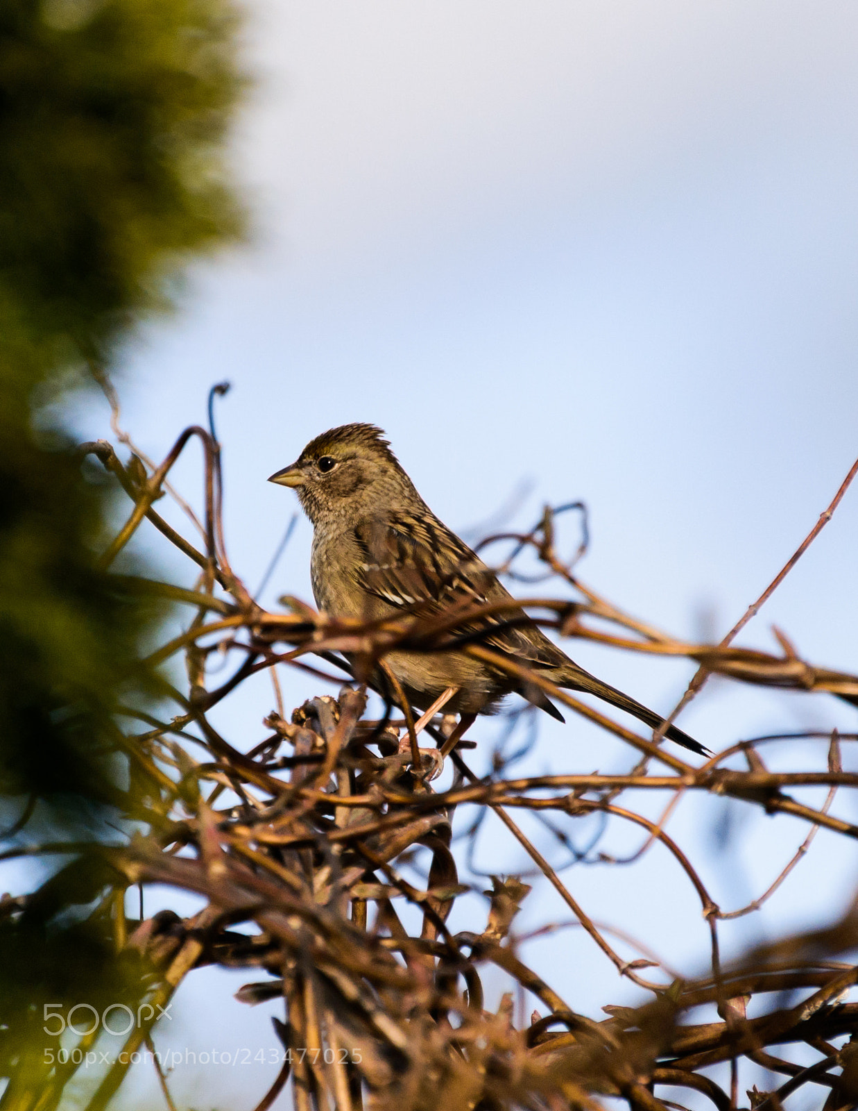 Nikon D800 sample photo. King of the branches photography