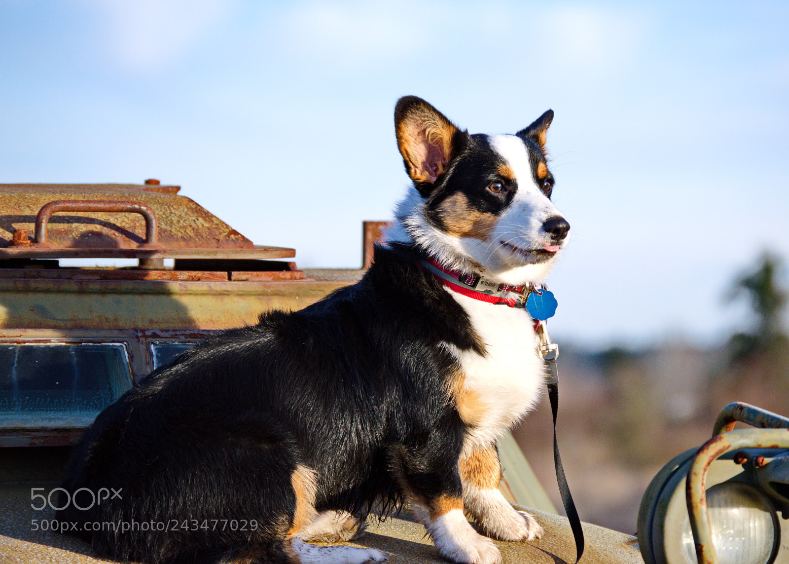 Nikon D3200 sample photo. Tank girl photography