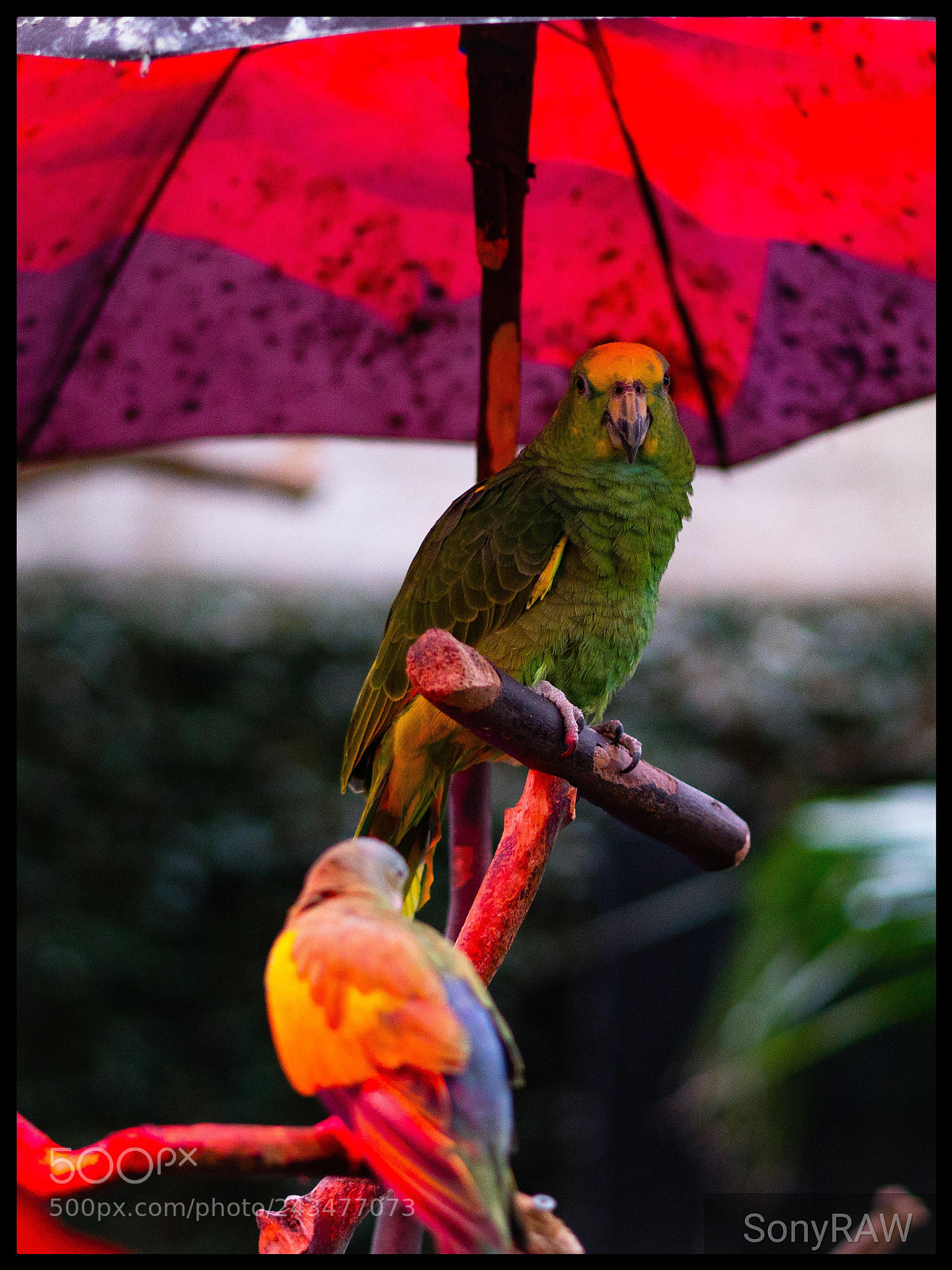 Sony a6500 sample photo. Under the red umbrella photography