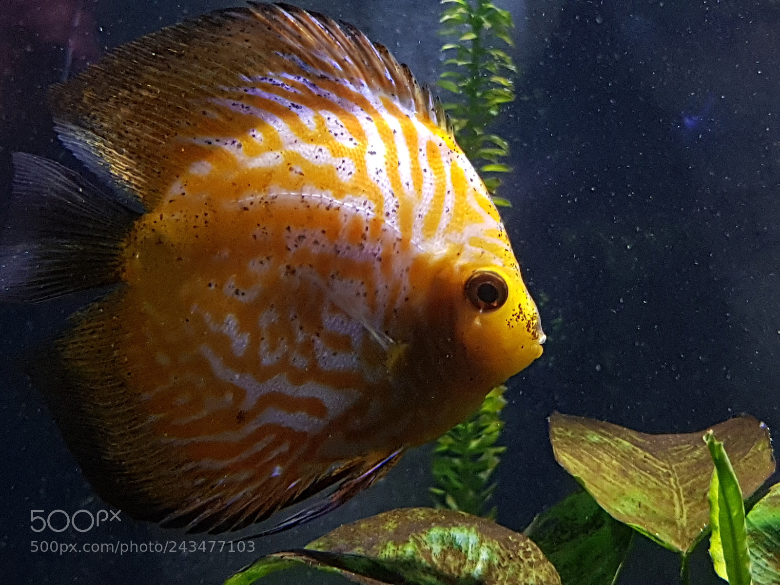 Samsung Galaxy S8+ sample photo. Pez disco naranja rayado photography