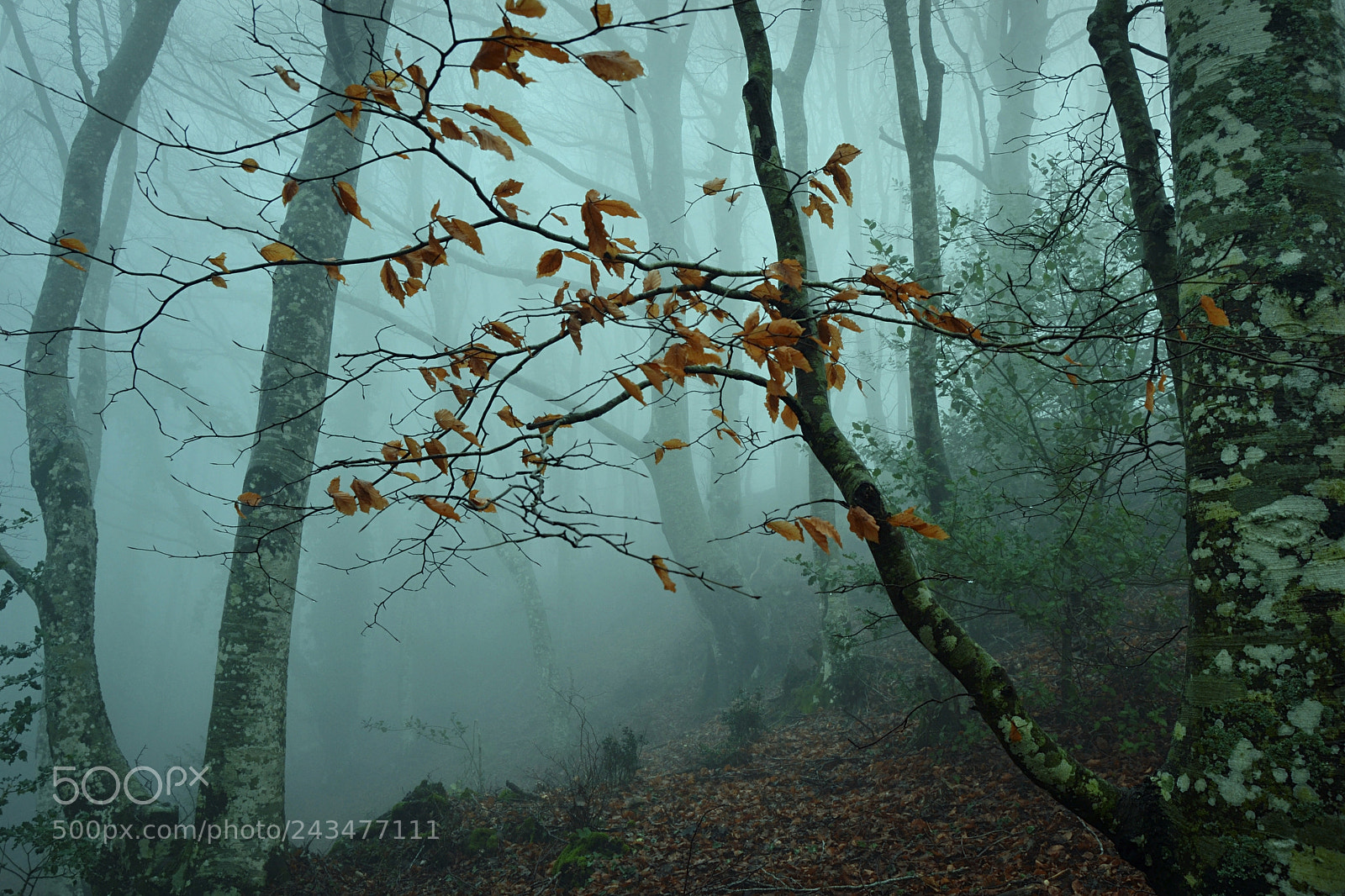 Nikon D3100 sample photo. Foggy day photography
