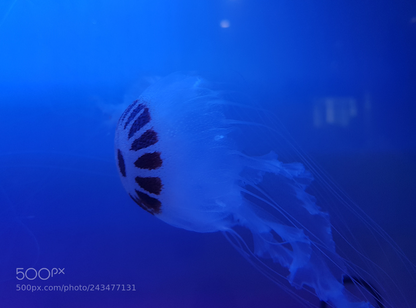 Samsung Galaxy S8+ sample photo. Medusa de mar photography