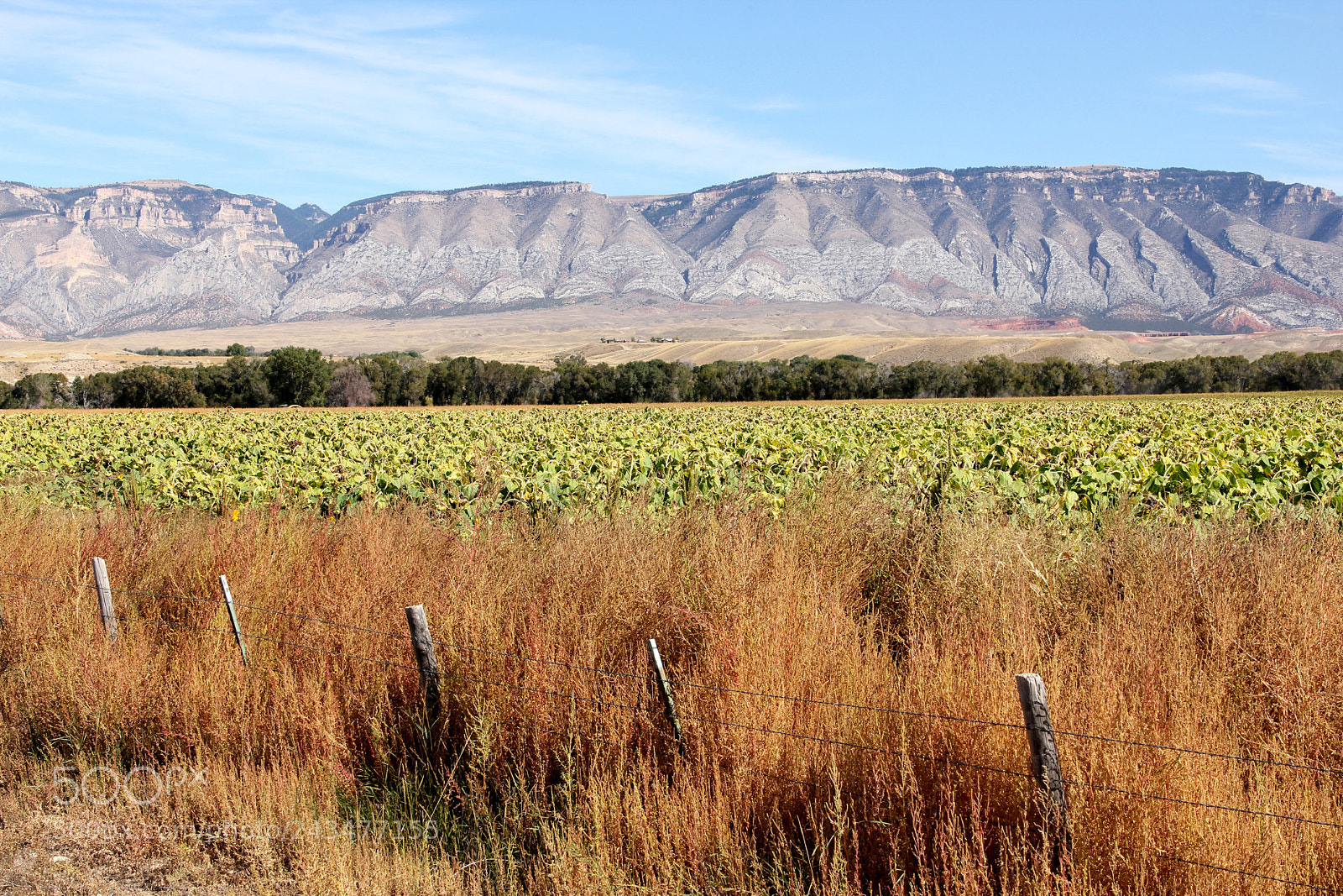 Canon EOS 60D sample photo. Roadside sunflower field photography