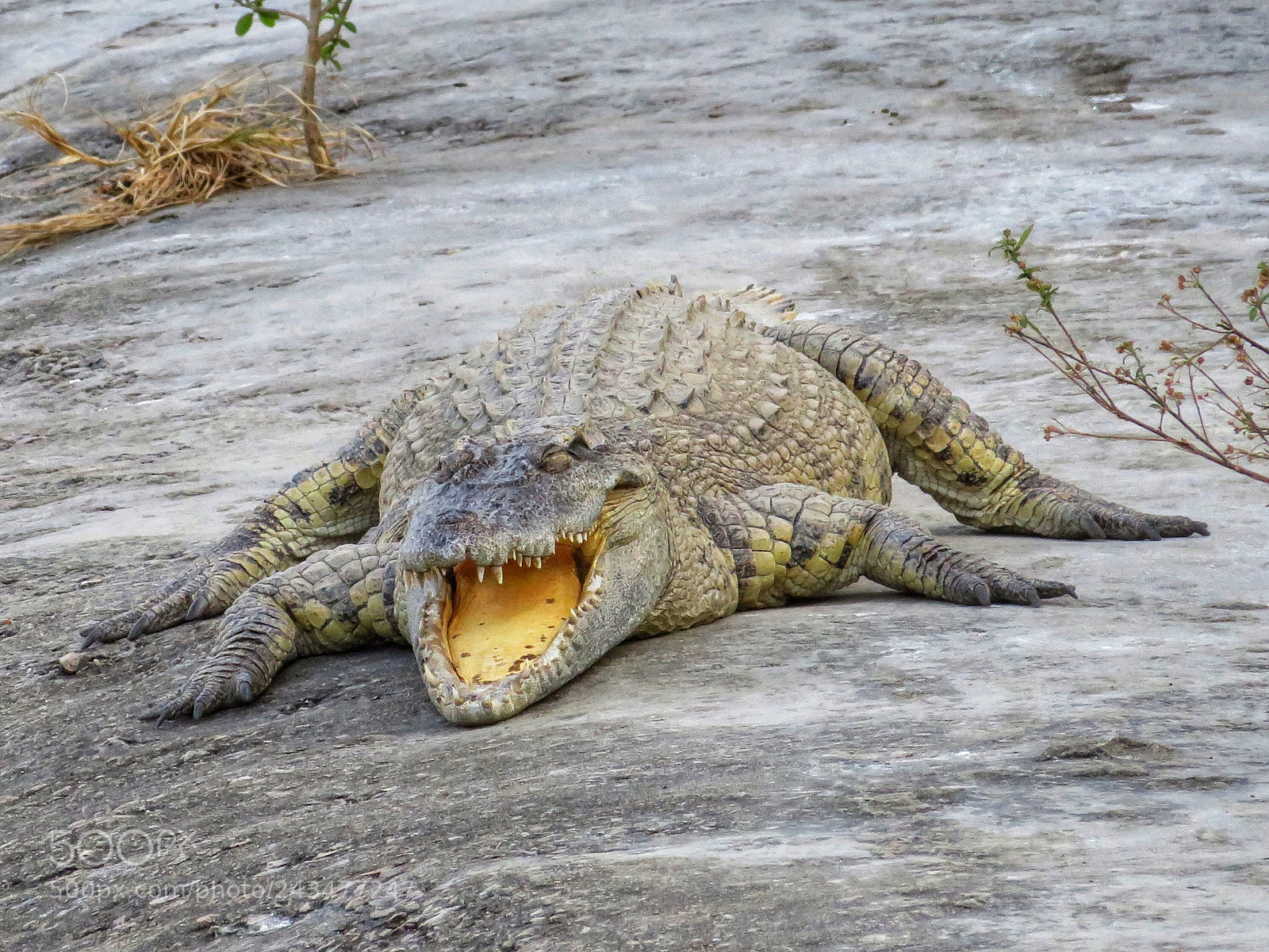 Canon PowerShot SX720 HS sample photo. Crocodile photography