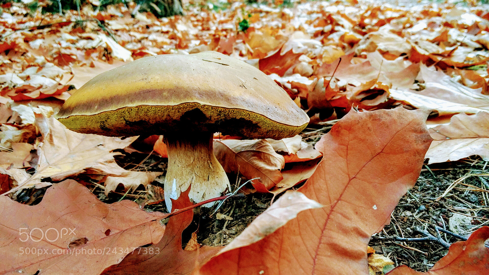 OnePlus 2 sample photo. Autumn to the max photography