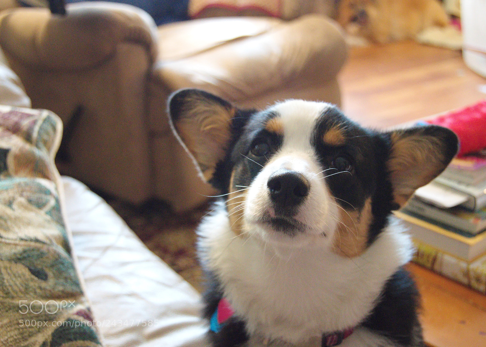Nikon D3200 sample photo. Sad corgi photography