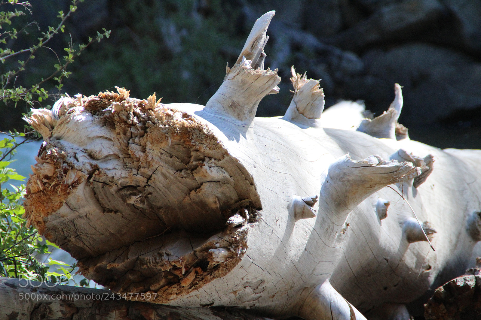 Canon EOS 1200D (EOS Rebel T5 / EOS Kiss X70 / EOS Hi) sample photo. Yosemite valley, california photography