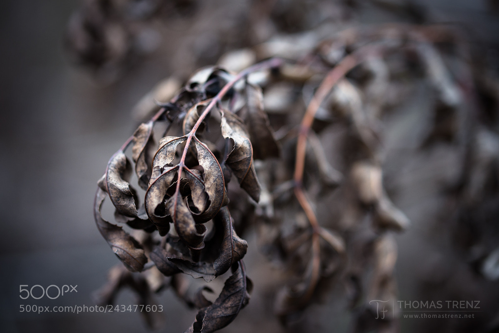 Nikon D600 sample photo. Forgotten leafs photography