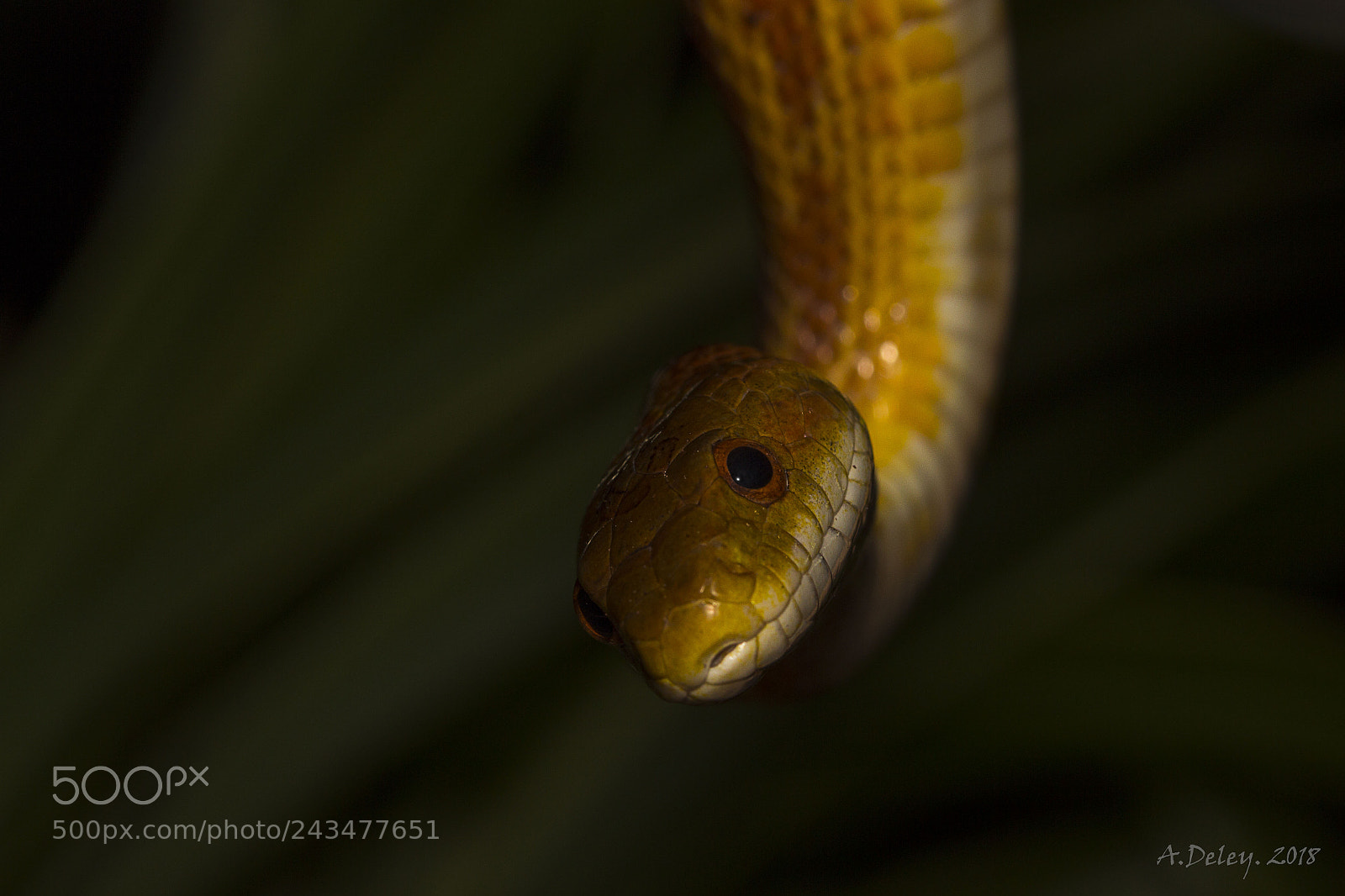 Canon EOS 700D (EOS Rebel T5i / EOS Kiss X7i) sample photo. Hanging snake photography