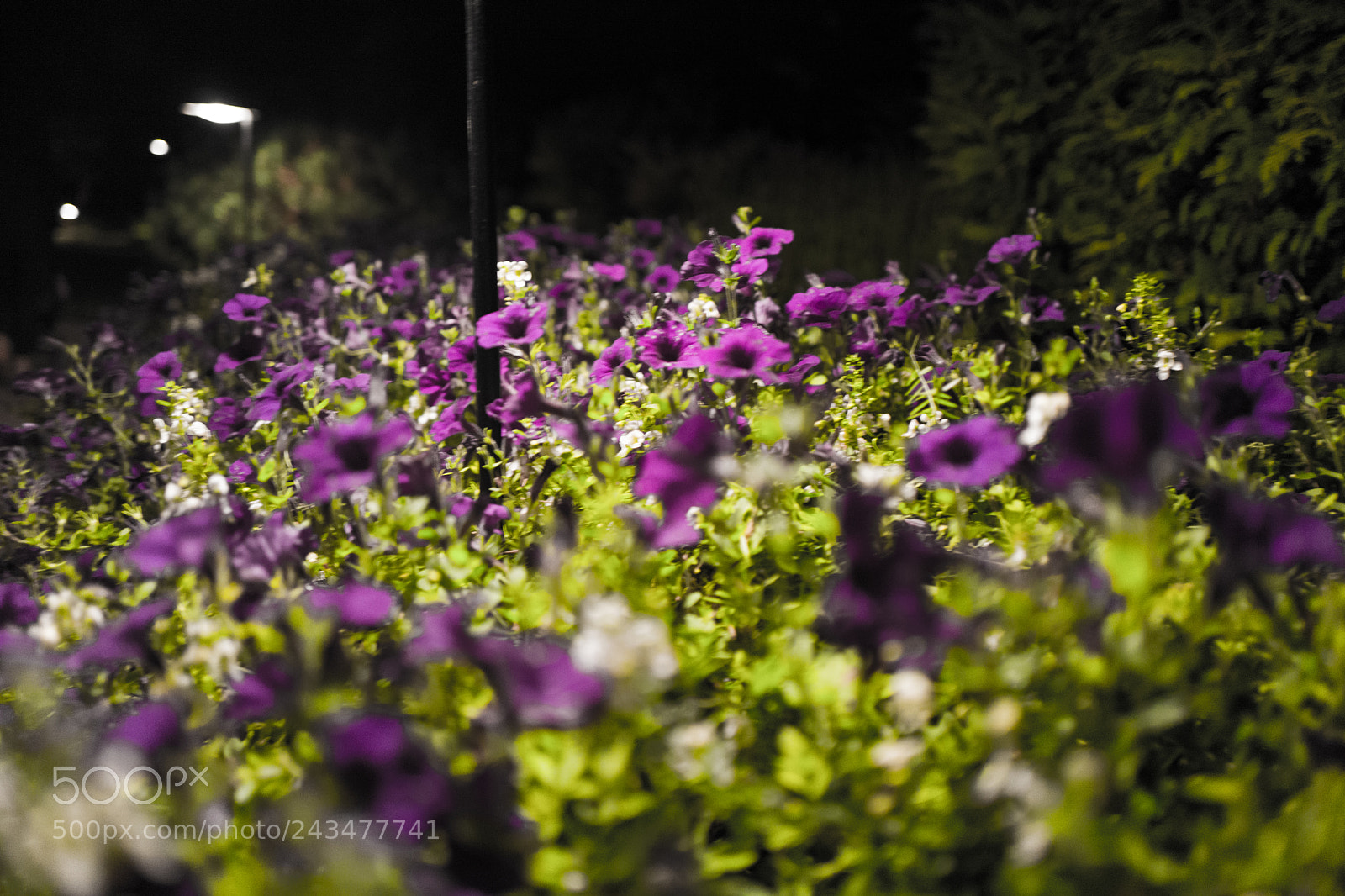 Leica Q (Typ 116) sample photo. L photography