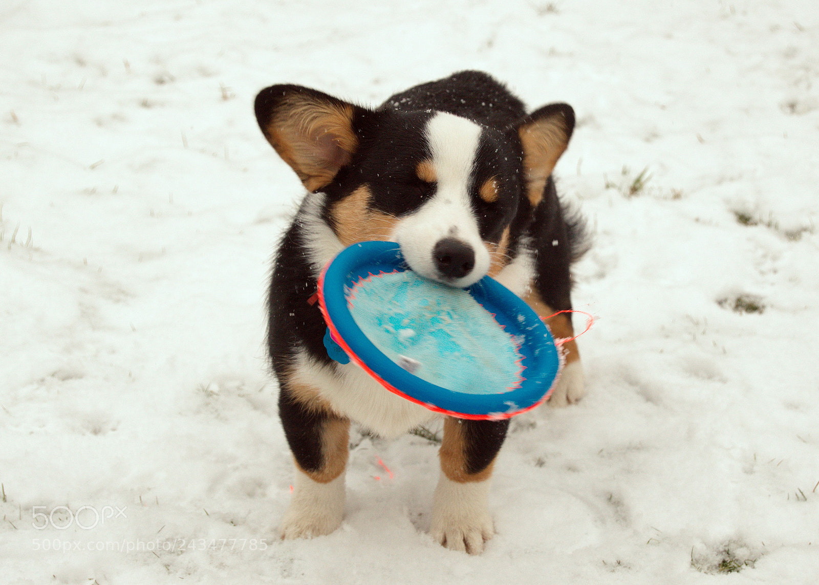 Nikon D3200 sample photo. Winter playtime photography