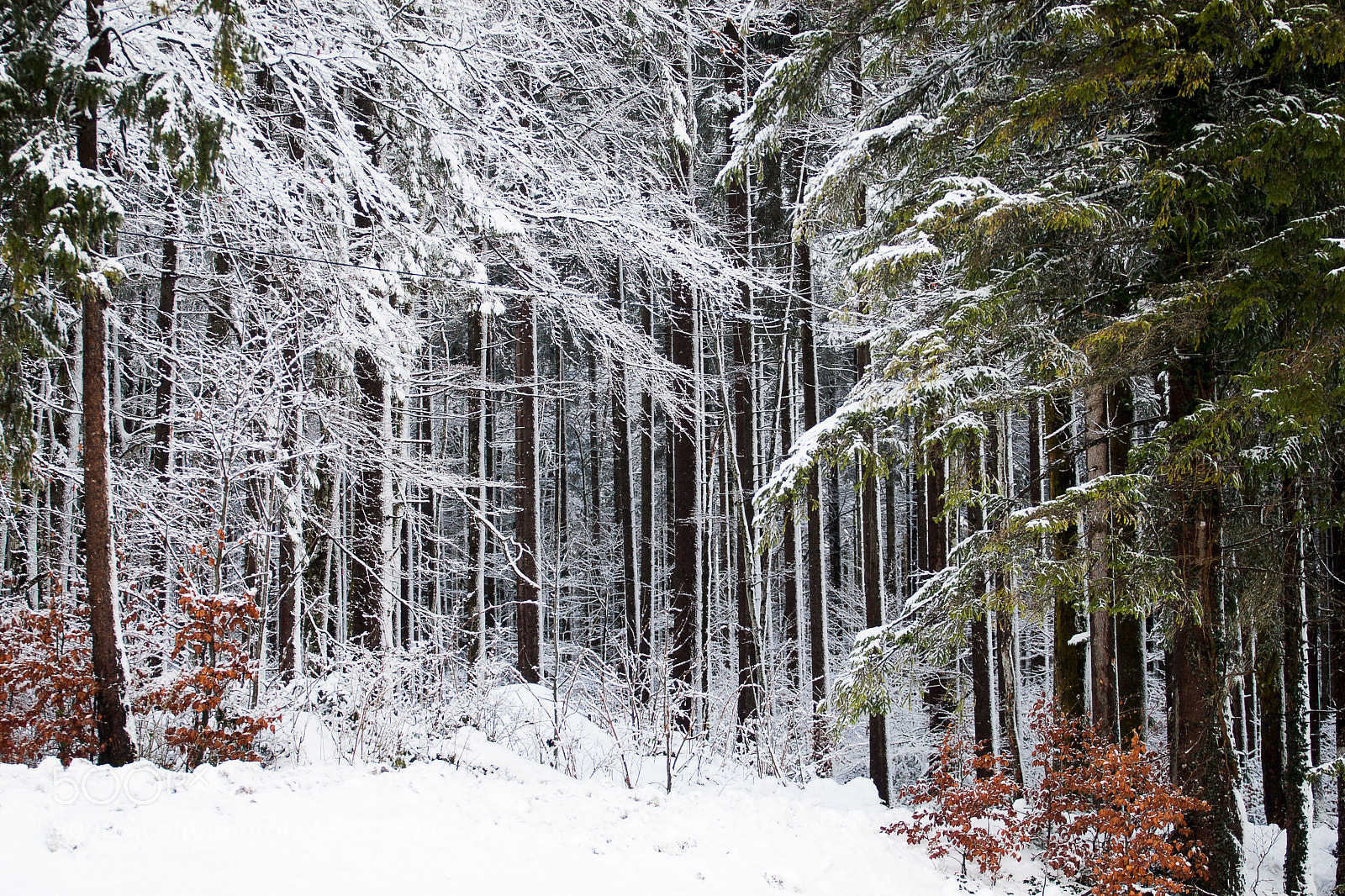 Canon EOS 30D sample photo. Snowforest photography