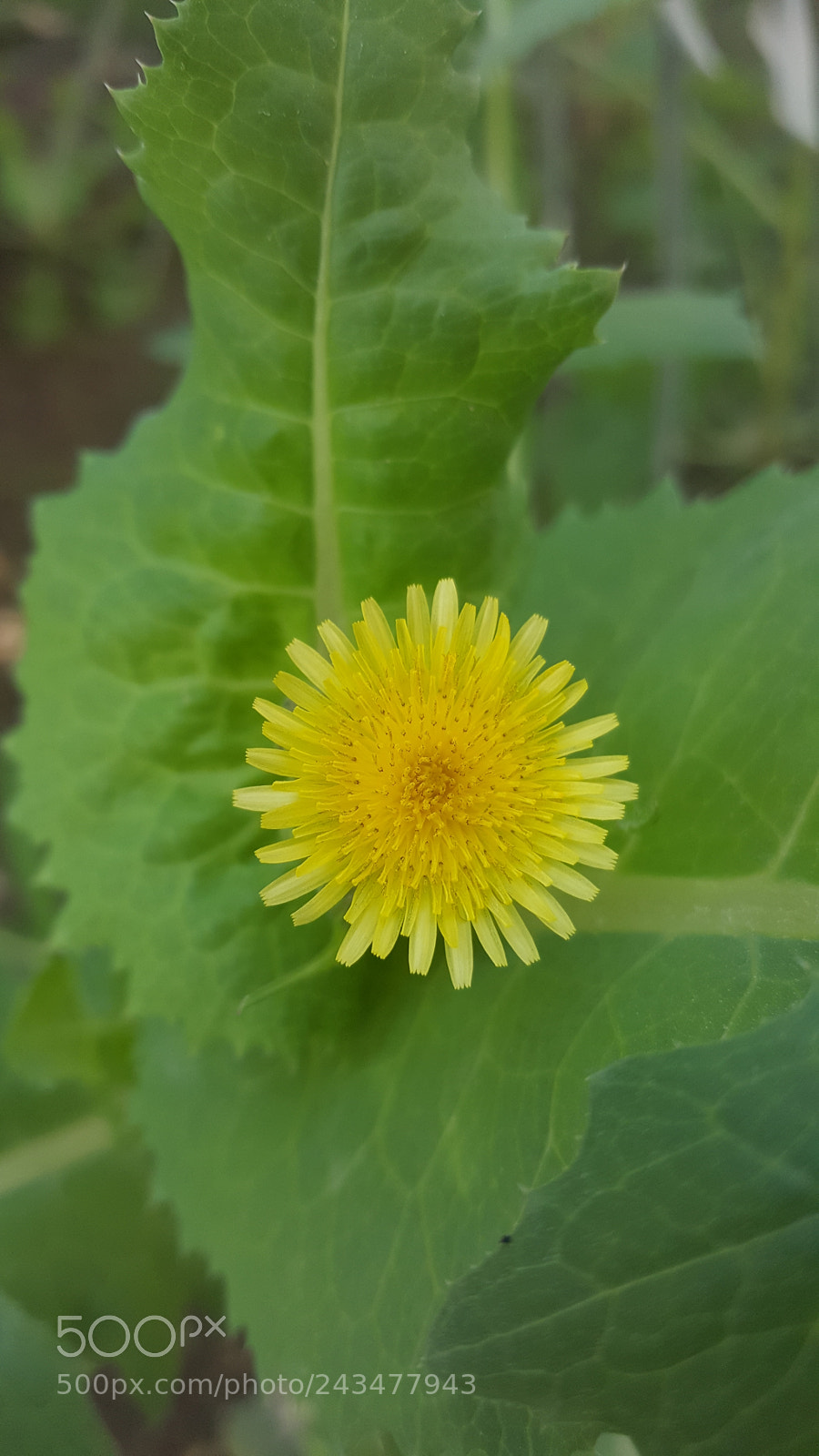 Samsung Galaxy Note5 sample photo. Beauty flowers photography