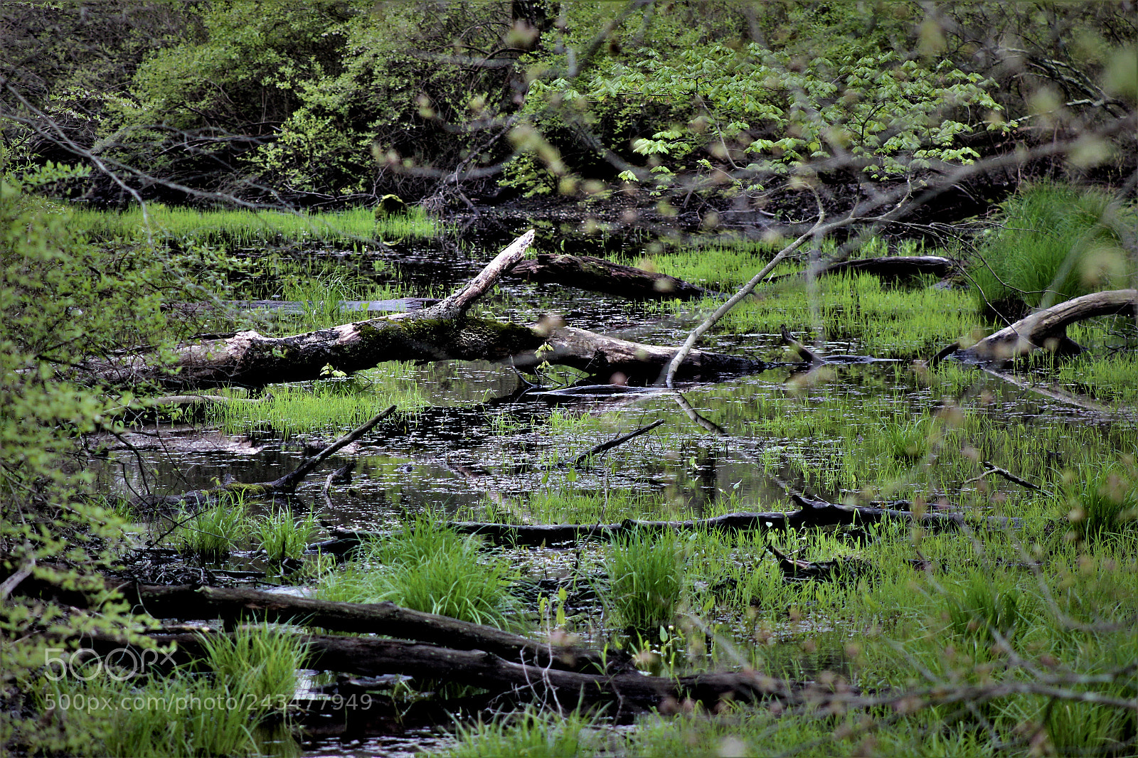 Canon EOS 1200D (EOS Rebel T5 / EOS Kiss X70 / EOS Hi) sample photo. Swampy photography
