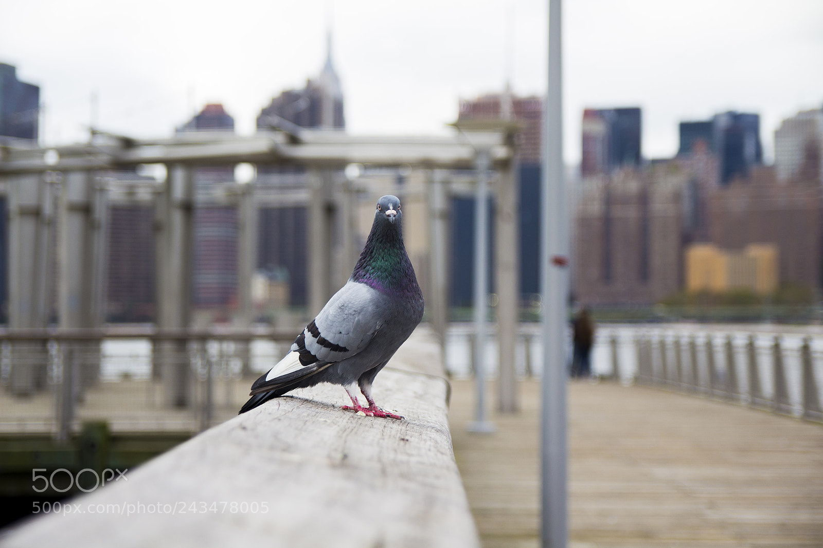 Canon EOS 700D (EOS Rebel T5i / EOS Kiss X7i) sample photo. Majestic casual photography