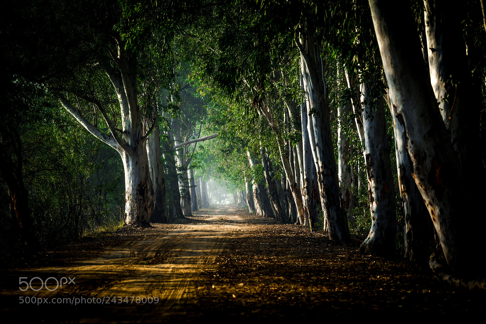 Nikon D850 sample photo. Trackway at bhindawaas photography
