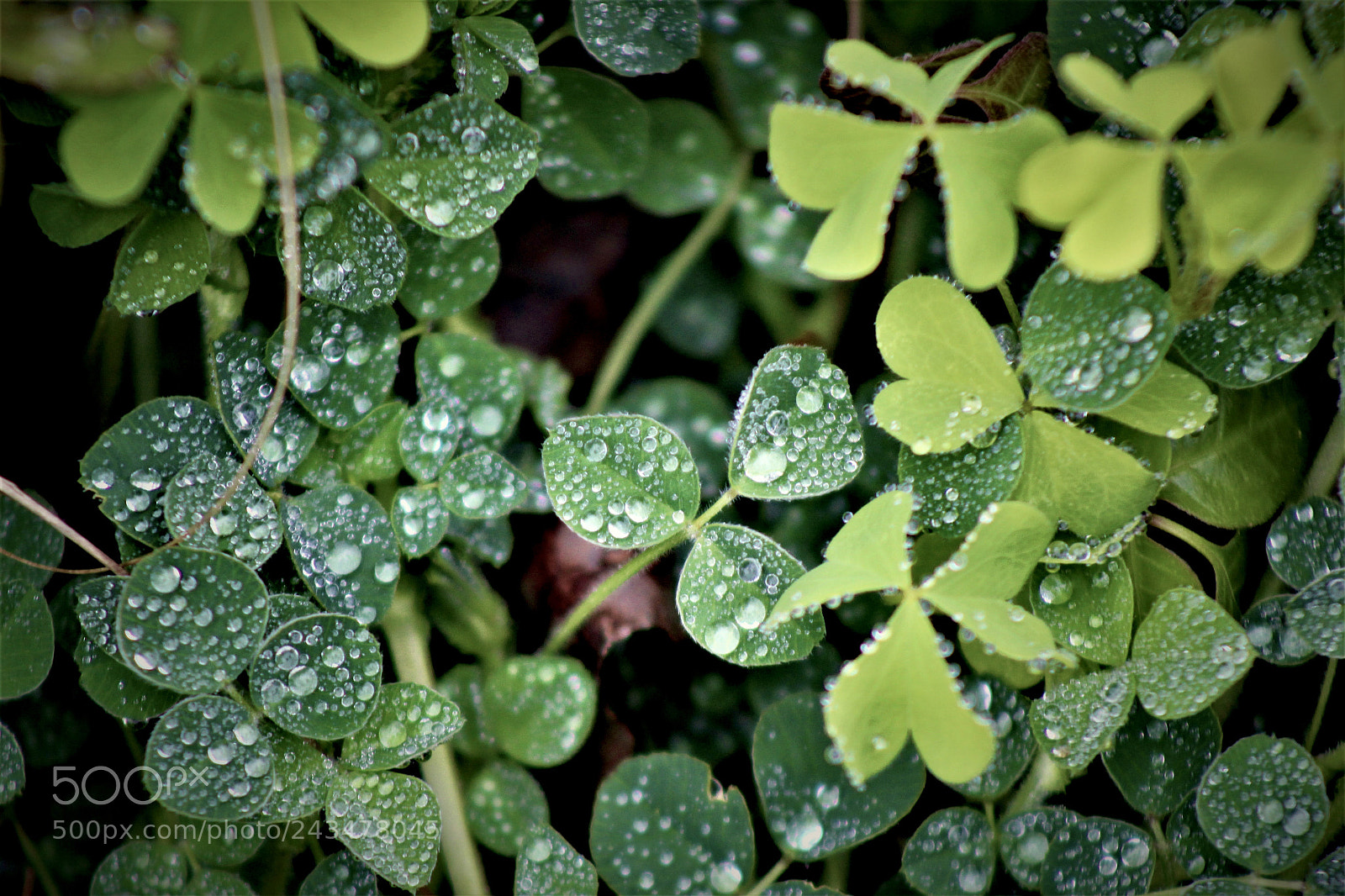 Canon EOS 1200D (EOS Rebel T5 / EOS Kiss X70 / EOS Hi) sample photo. Dew drops photography