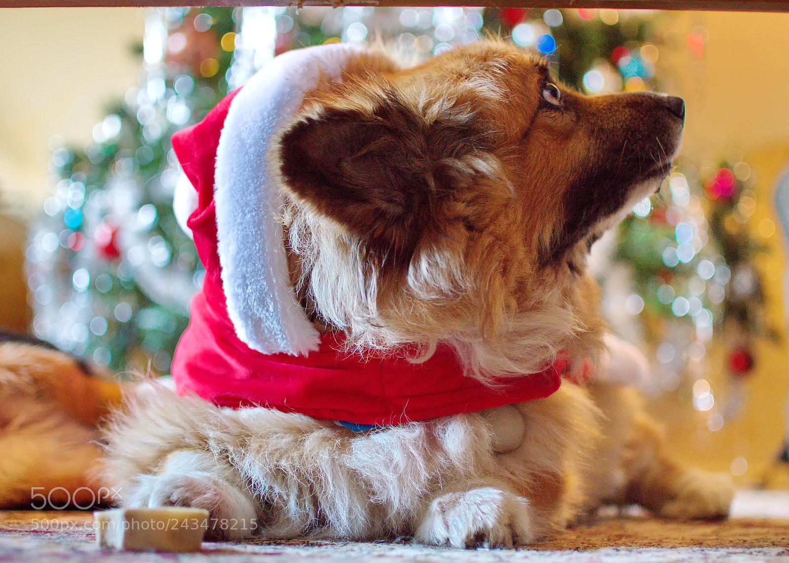Nikon D3200 sample photo. Christmas corgis photography