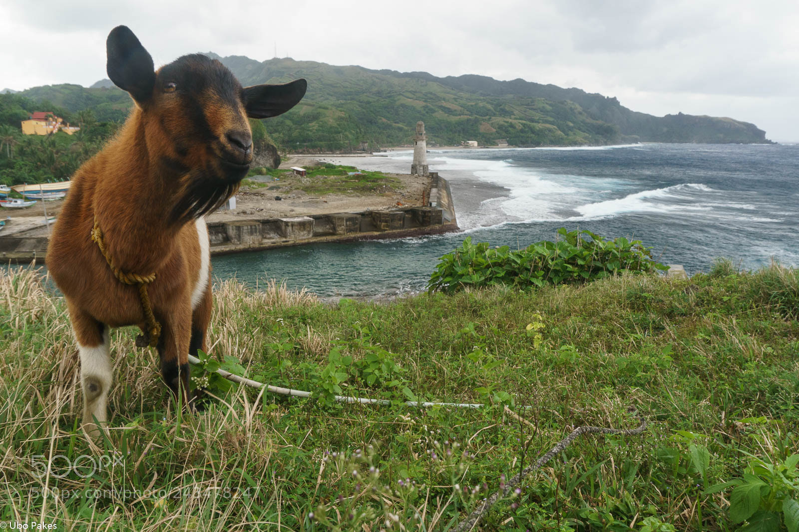 Sony a6300 sample photo. Photobombing goat photography