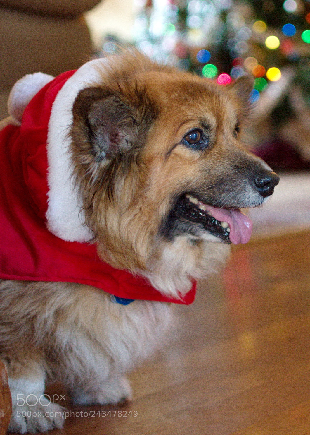 Nikon D3200 sample photo. Christmas corgis photography