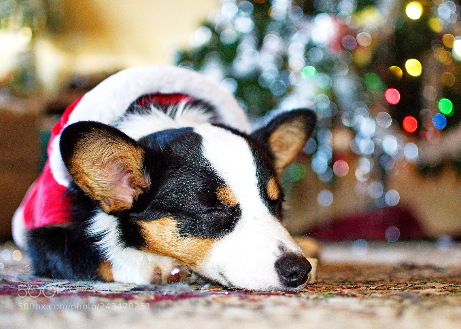 Nikon D3200 sample photo. Christmas corgis photography