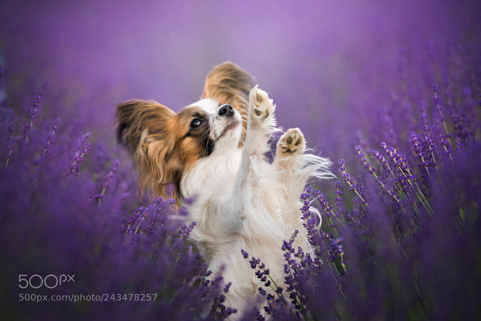Nikon D610 sample photo. Dancing in purple photography