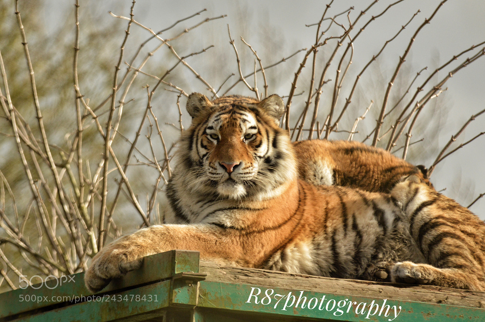 Nikon D3200 sample photo. One of the amur photography