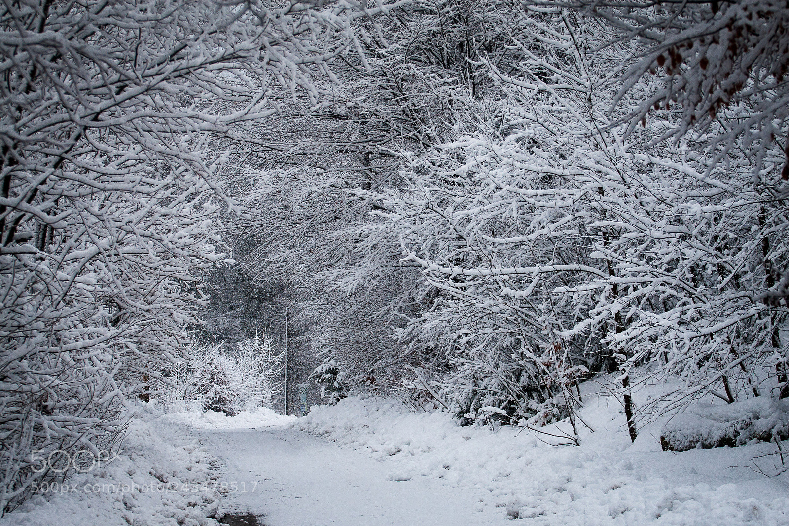 Canon EOS 30D sample photo. Winter photography