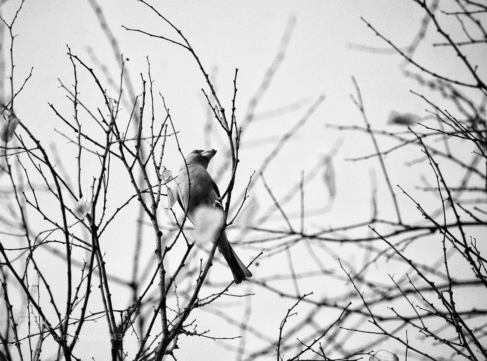 Pentax K-5 sample photo. Waiting for spring to photography