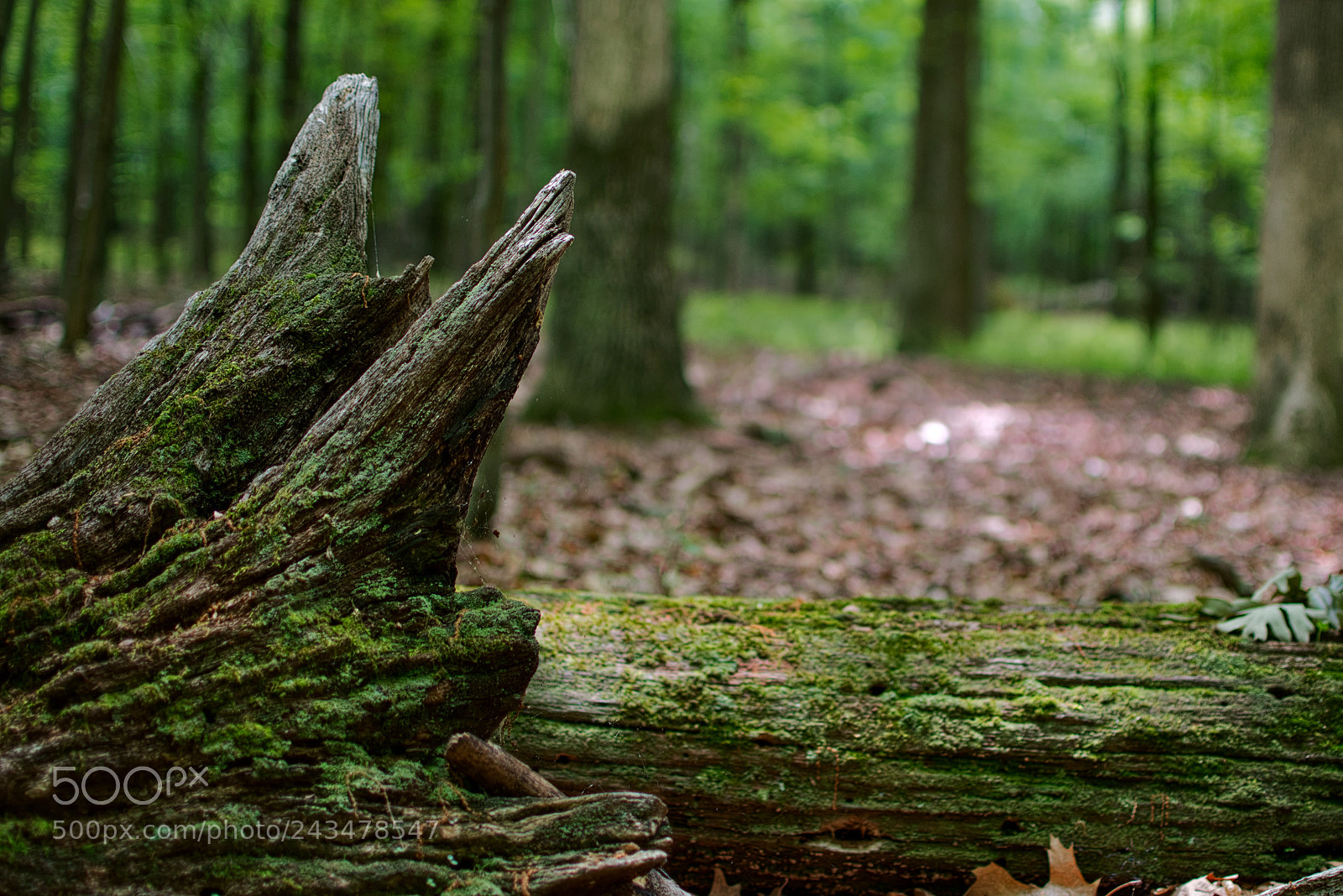 Nikon D5600 sample photo. Tree trunk photography