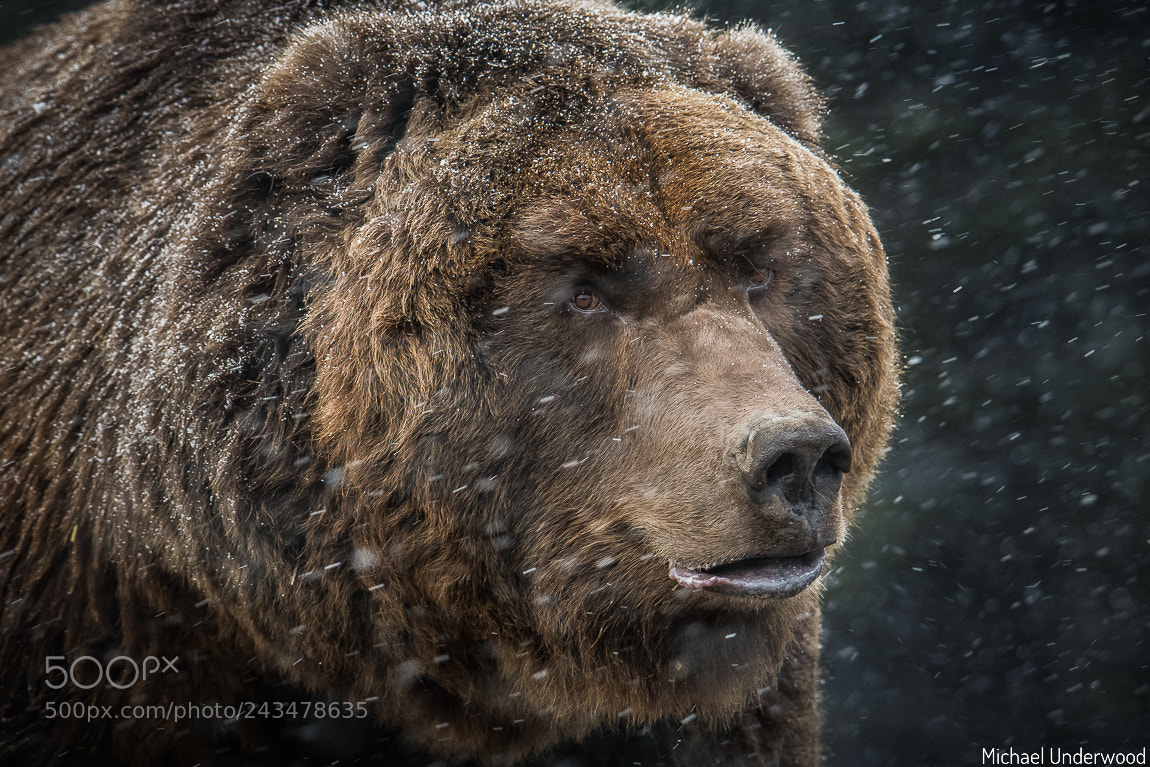 Nikon D500 sample photo. Grizzly in the snow photography
