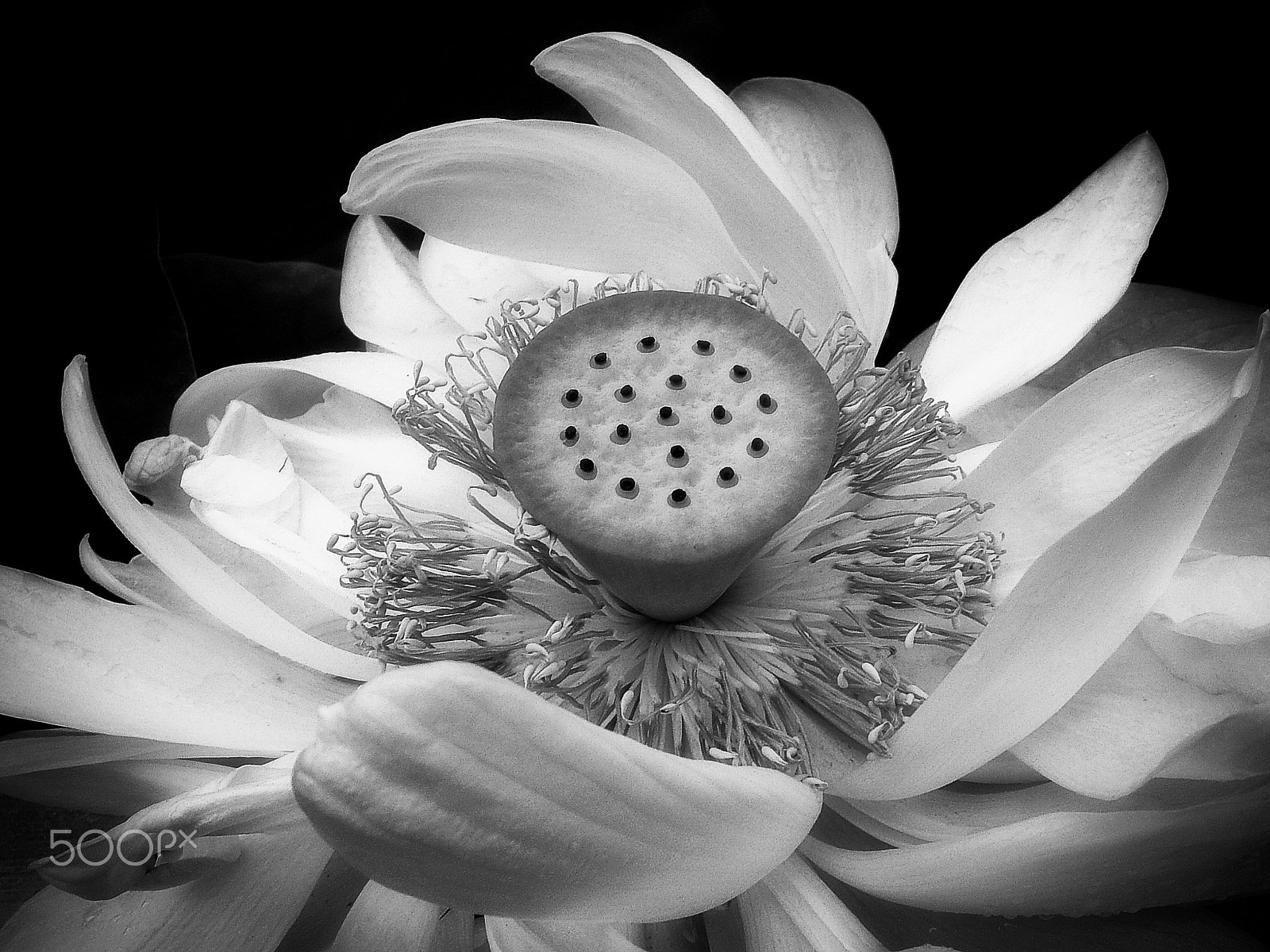 Fujifilm FinePix E550 sample photo. Nelumbo nucifera - sacred indian lotus photography