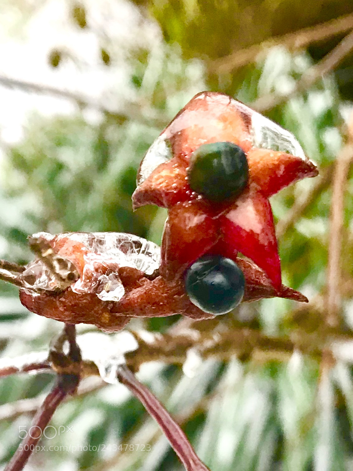 Apple iPhone 7 sample photo. Before the thaw photography