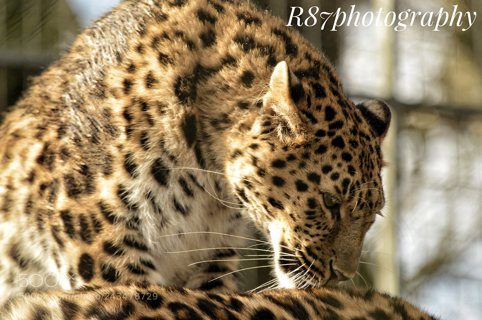 Nikon D3200 sample photo. One of the leopards photography