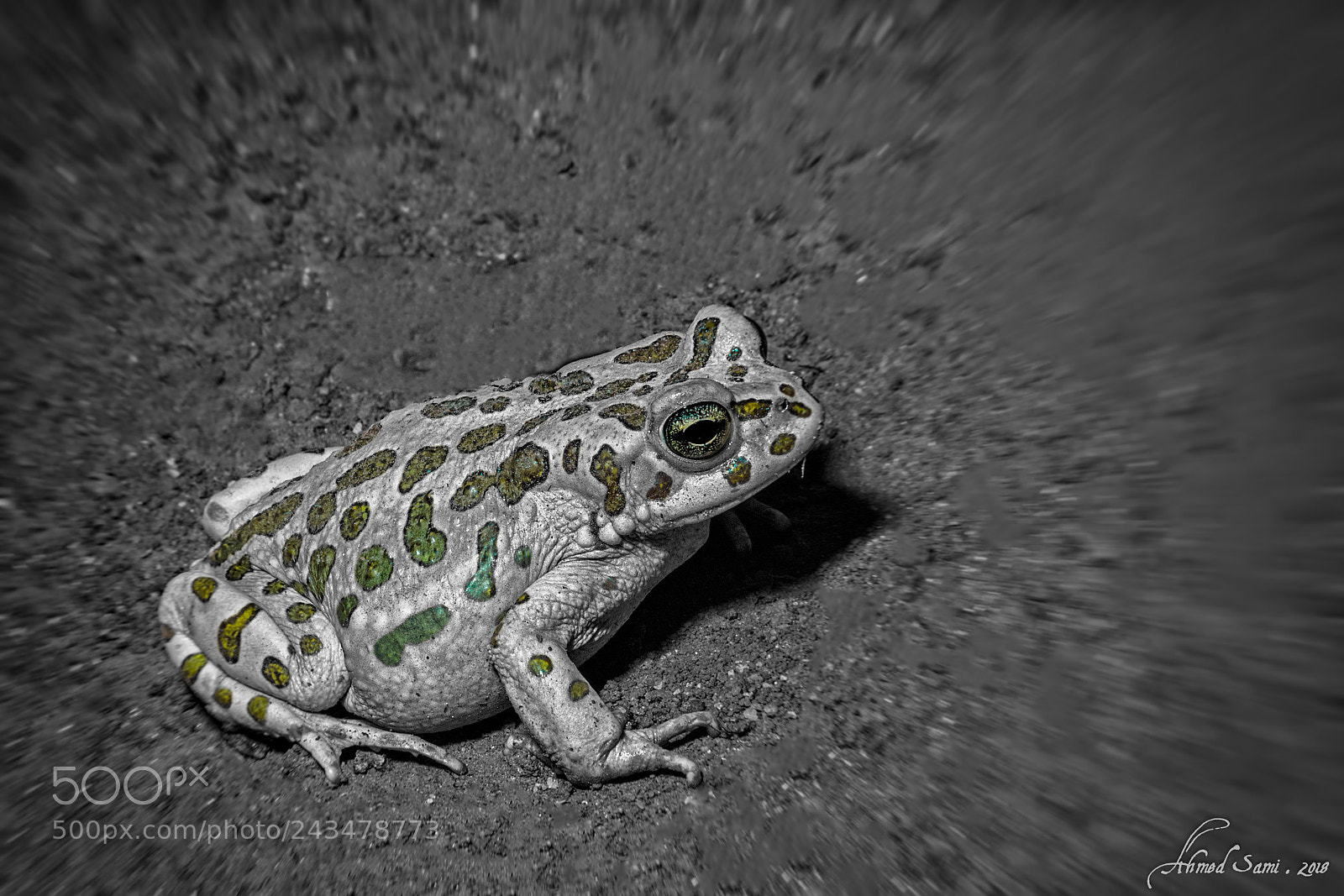 Nikon D7100 sample photo. Froggy photography