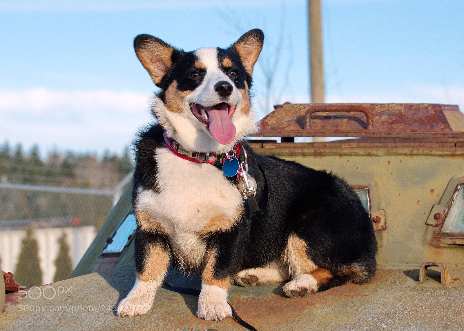 Nikon D3200 sample photo. Dogs and tanks photography