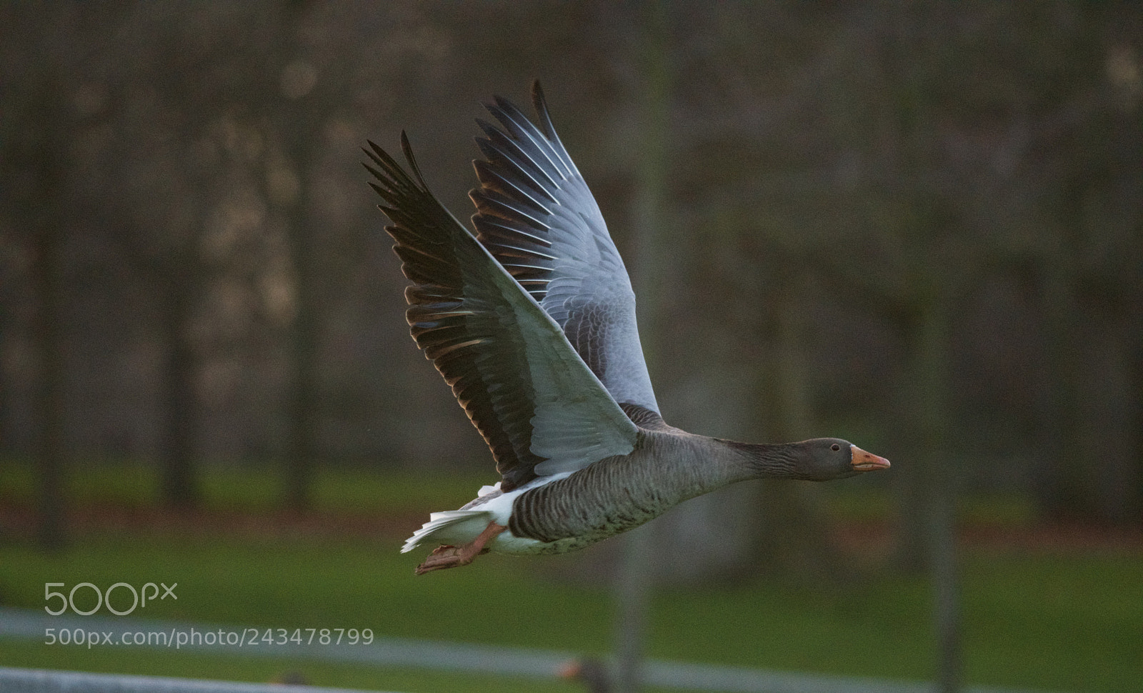 Nikon D500 sample photo. Cold london photography