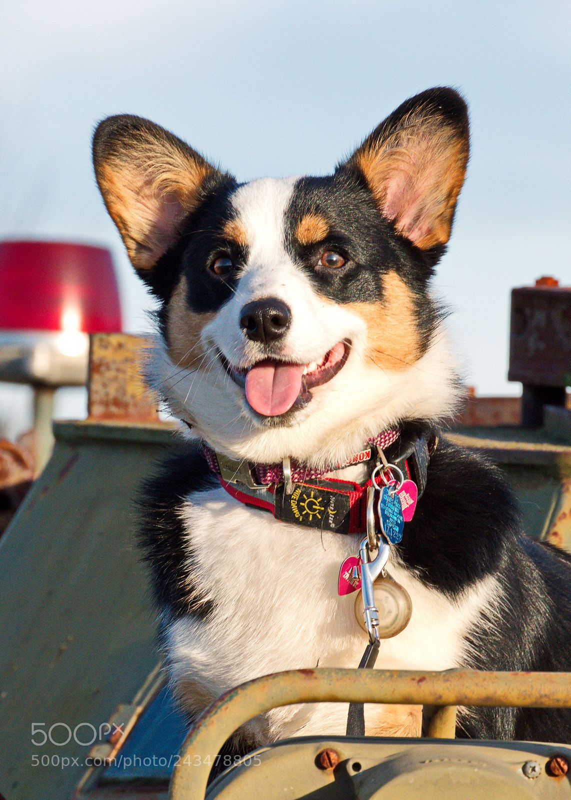 Nikon D3200 sample photo. Dogs and tanks photography