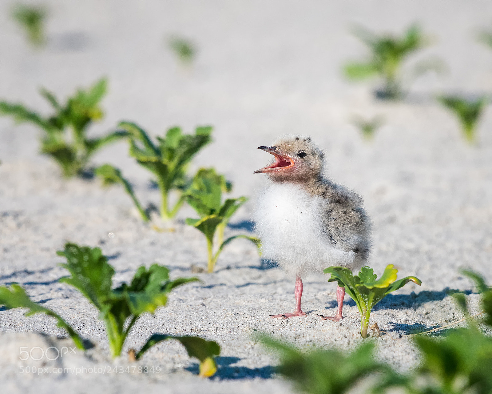 Nikon D810 sample photo. Baby term-the explorer photography