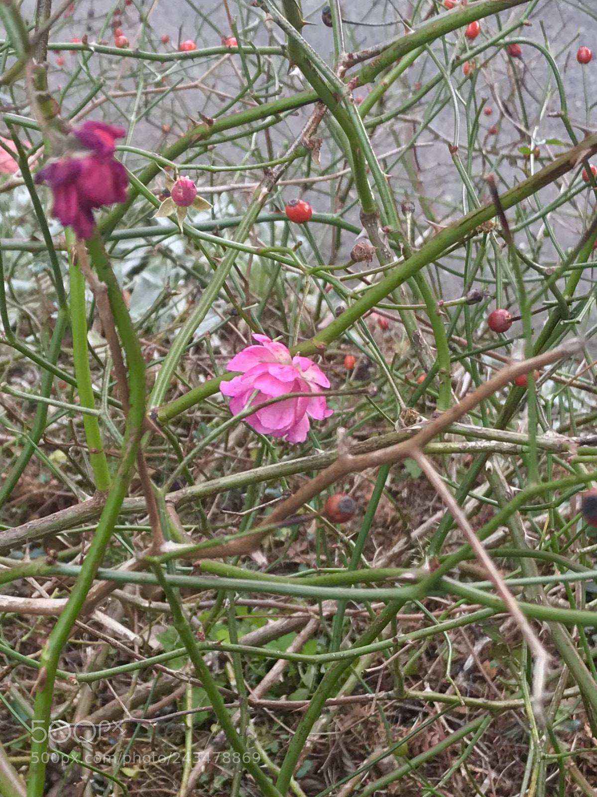 Apple iPhone 7 sample photo. Wild rose photography