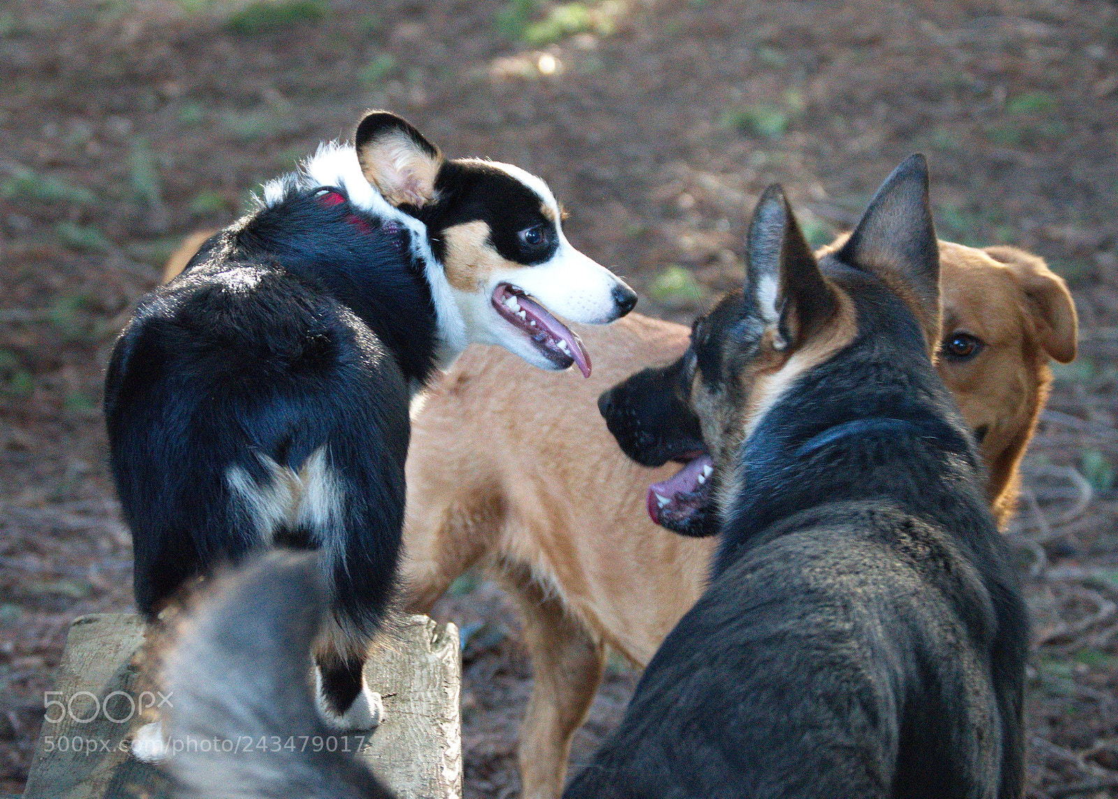 Nikon D3200 sample photo. Standing tall photography