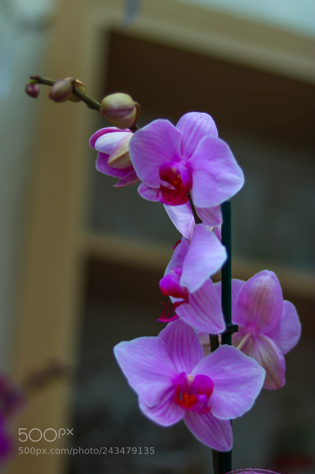 Canon EOS 760D (EOS Rebel T6s / EOS 8000D) sample photo. Img photography