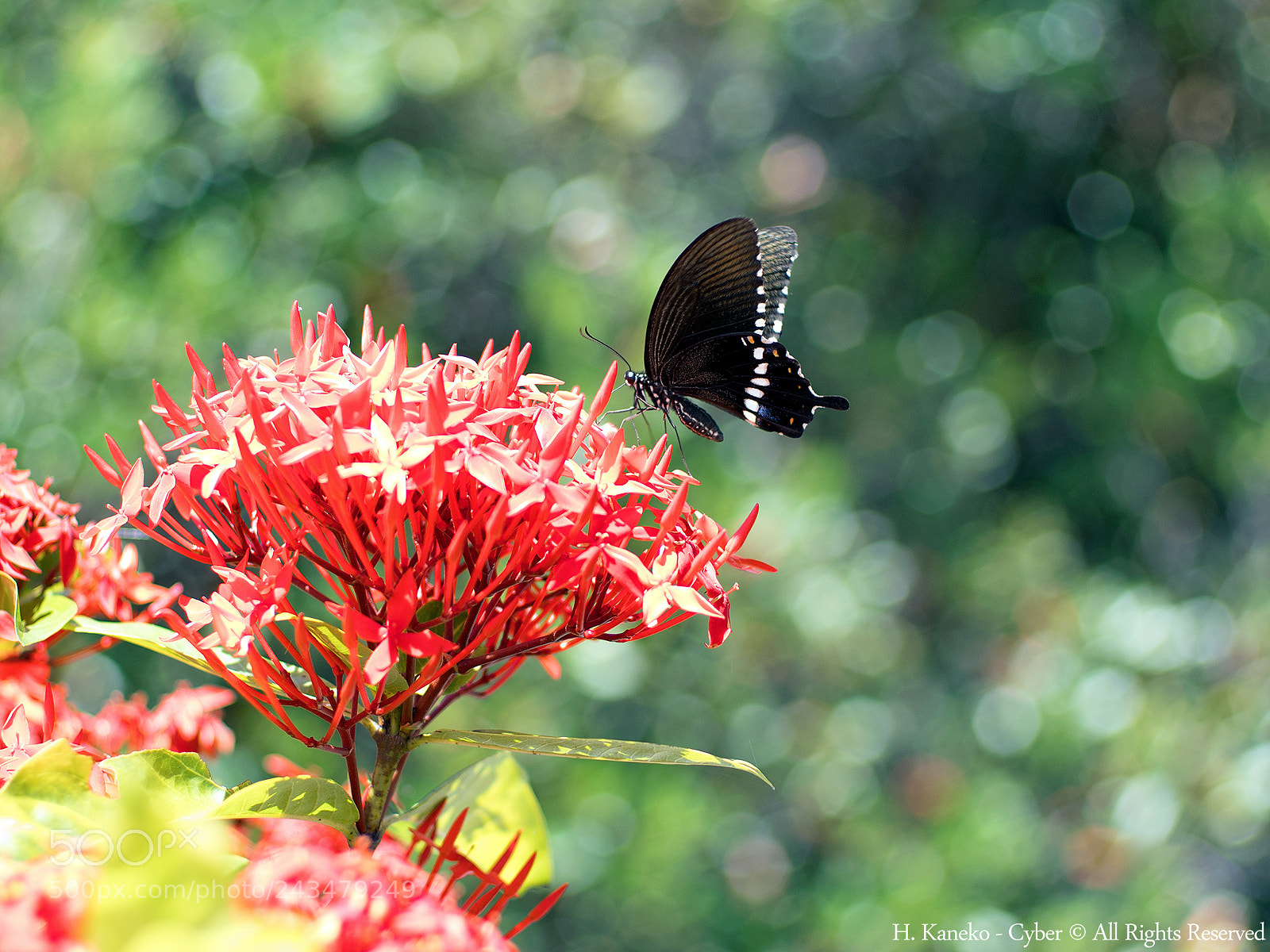 Pentax K-S2 sample photo. A butterfly in paradise photography