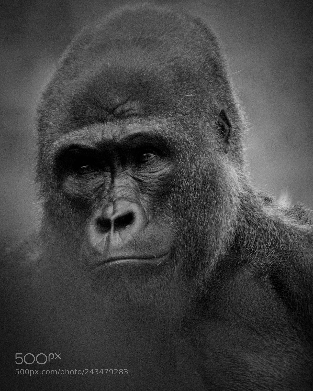 Nikon D3400 sample photo. The gorilla photography