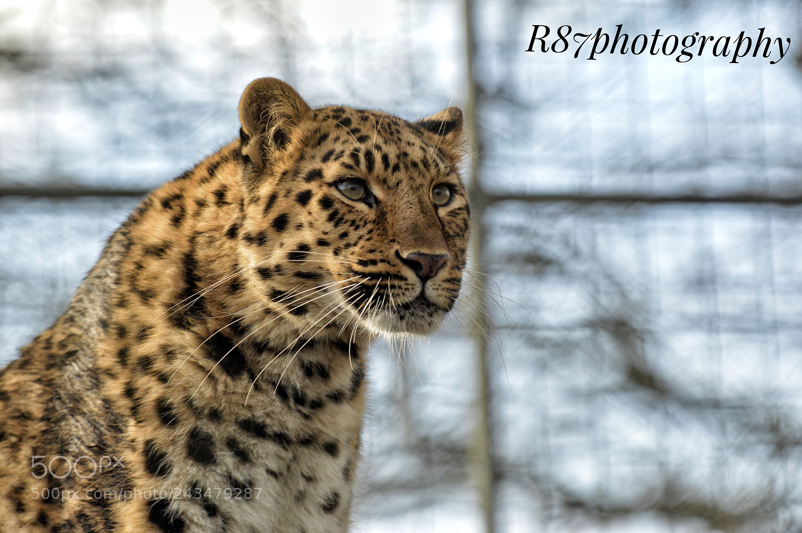 Nikon D3200 sample photo. Leopard at marwell photography